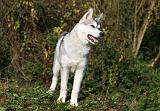 SIBERIAN HUSKY 847